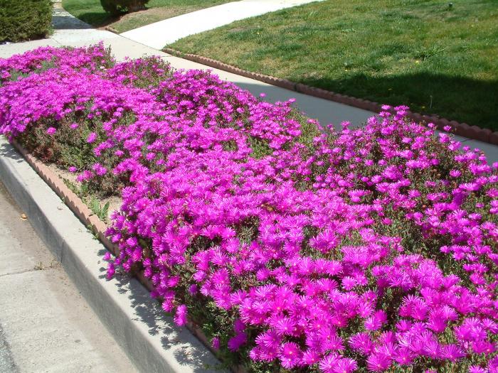 Plant photo of: Lampranthus spectabilis