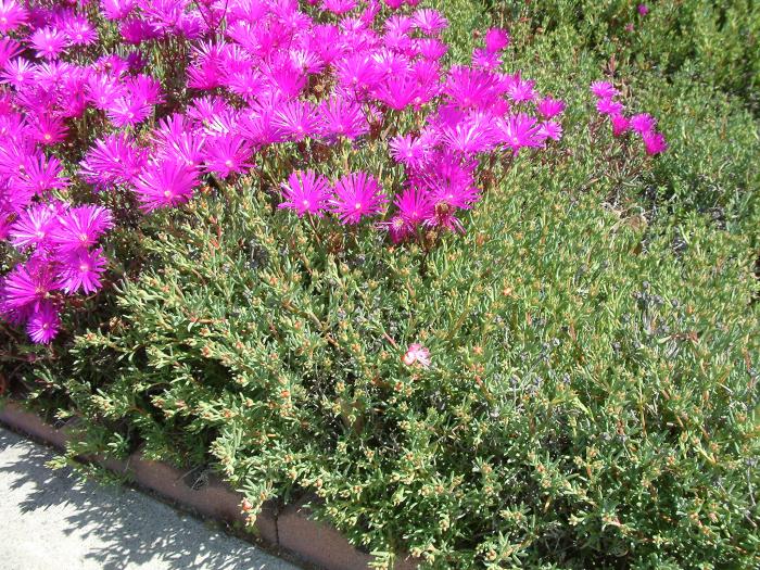 Plant photo of: Lampranthus spectabilis