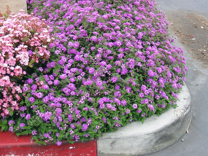 Purple Trailing Lantana