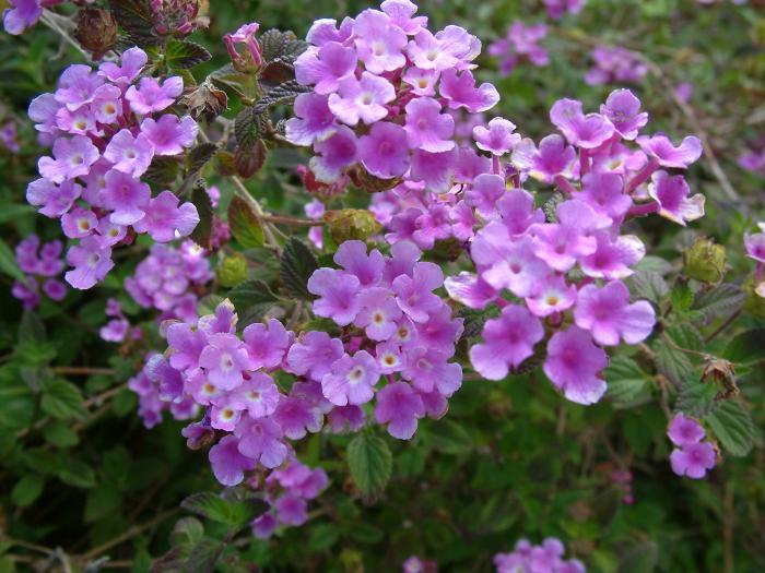 Plant photo of: Lantana montevidensis