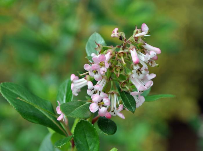 Plant photo of: Escallonia x exoniensis 'Frades'