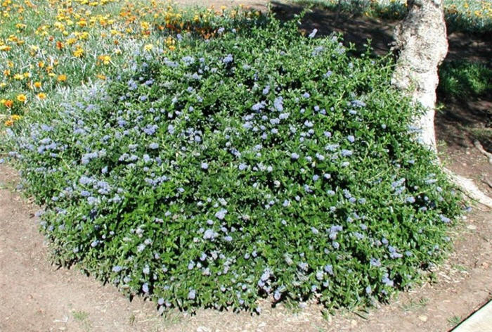 Plant photo of: Ceanothus griseus horizontalis