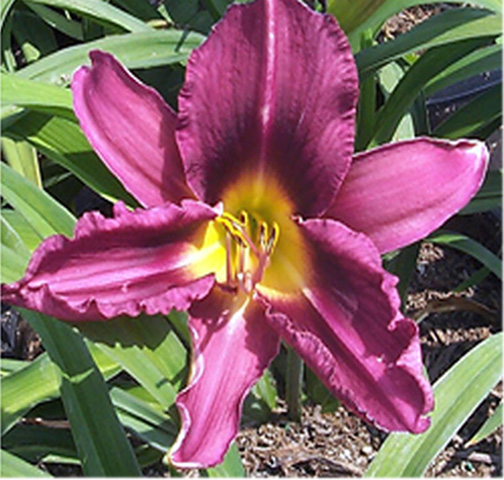 Russian Rhapsody Daylily