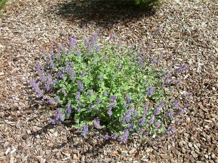 Plant photo of: Nepeta X Faassenii