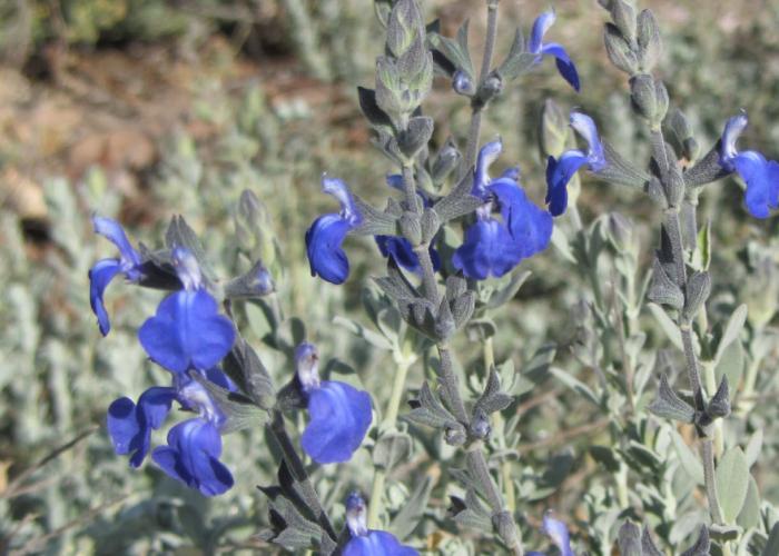 Plant photo of: Salvia chamaedryoides