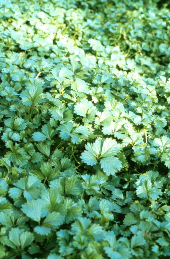 Plant photo of: Potentilla tabernaemontani