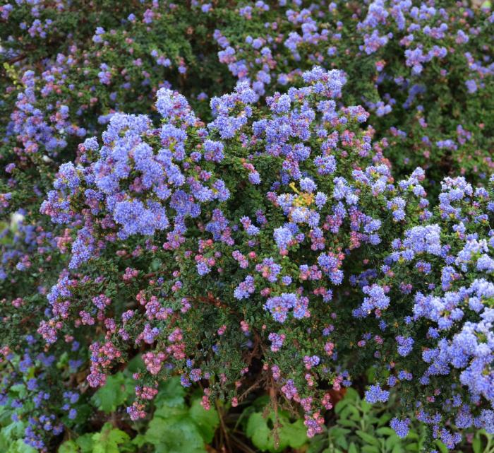 Plant photo of: Ceanothus 'Julia Phelps'