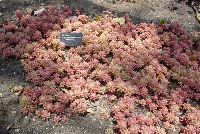 Plant photo of: Sedum x rubrotinctum