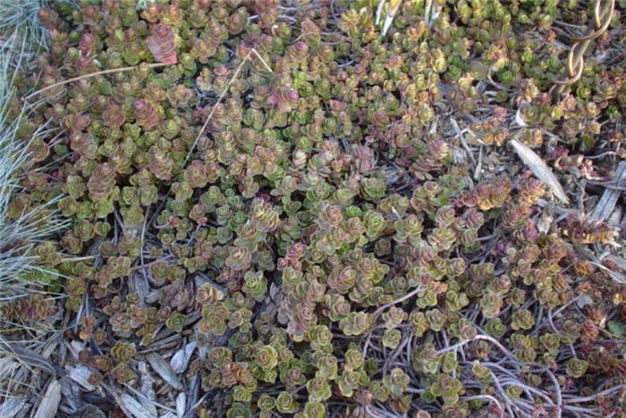 Sedum spurium 'Dragon's Blood'