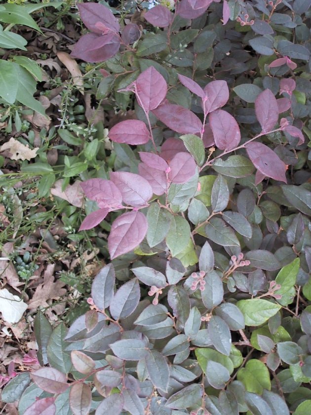 Plant photo of: Loropetalum chinese purple cvs.