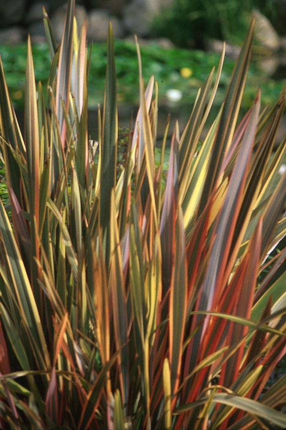 Plant photo of: Phormium  'Rainbow Warrior'