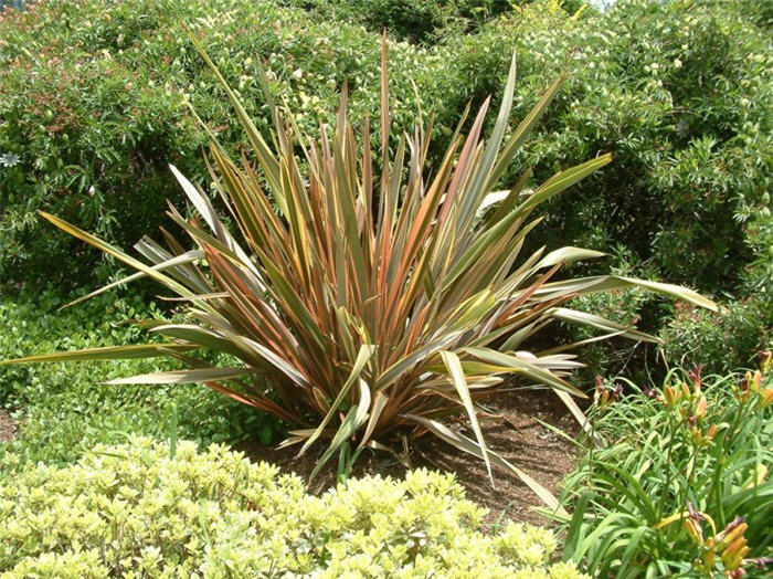 Plant photo of: Phormium  'Rainbow Warrior'