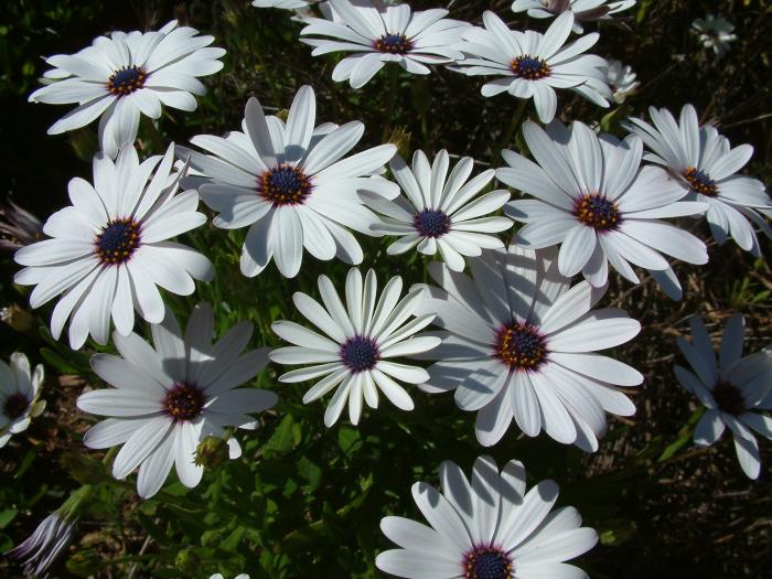 Plant photo of: Osteospermum fruticosum 'Hybrid White'