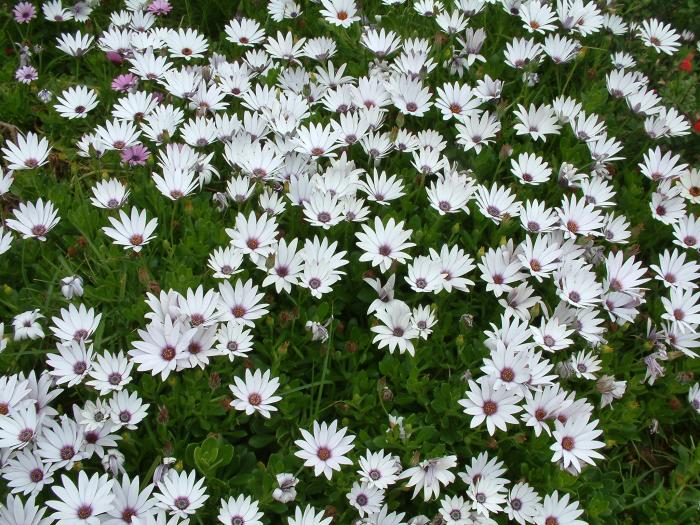 Plant photo of: Osteospermum fruticosum 'Hybrid White'