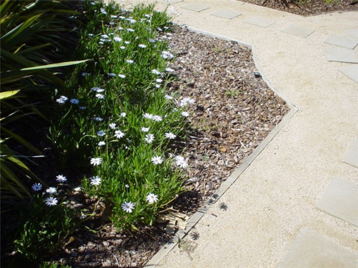 Plant photo of: Osteospermum fruticosum 'Hybrid White'