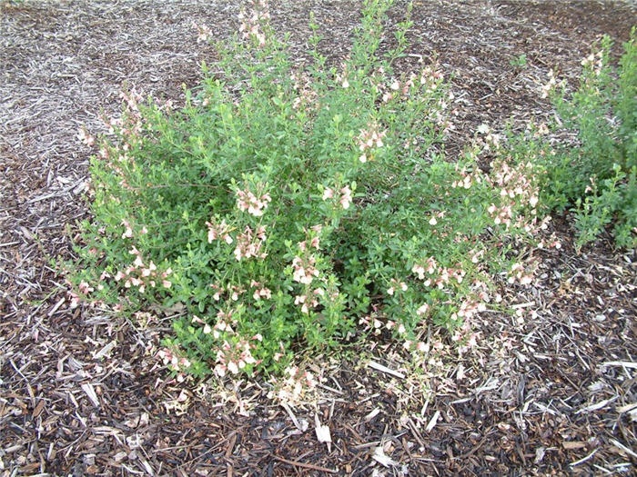 Plant photo of: Salvia greggii 'Rose Pink'