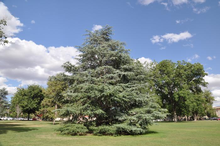 Plant photo of: Cedrus atlantica 'Glauca'