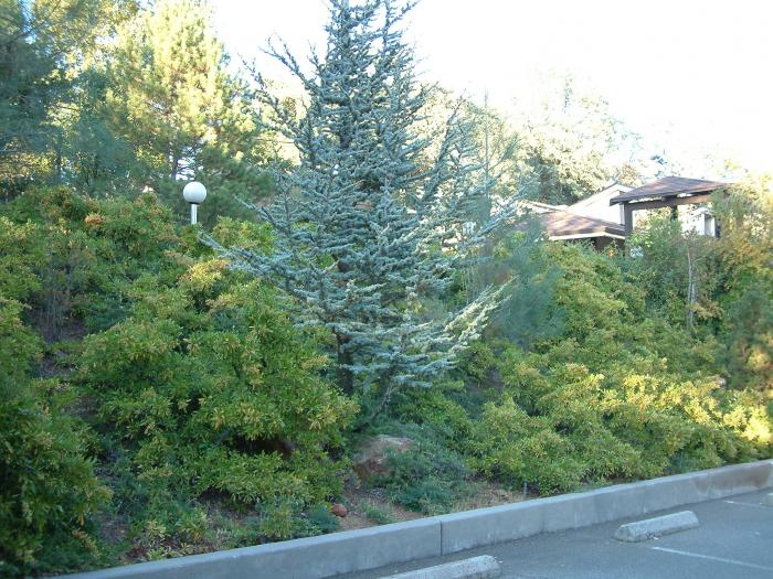 Plant photo of: Cedrus atlantica 'Glauca'