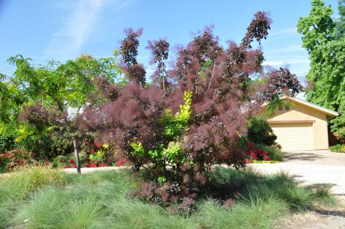 Cotinus coggygria 'Royal Purple'