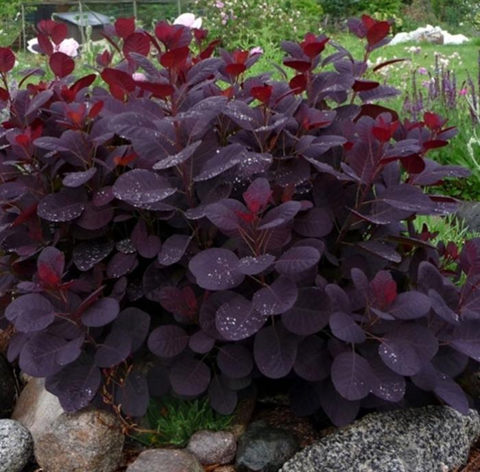 Plant photo of: Cotinus coggygria 'Royal Purple'