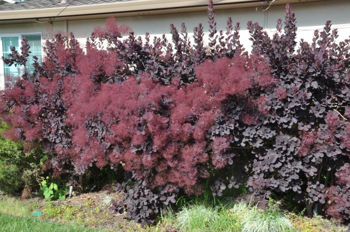 Plant photo of: Cotinus coggygria 'Royal Purple'