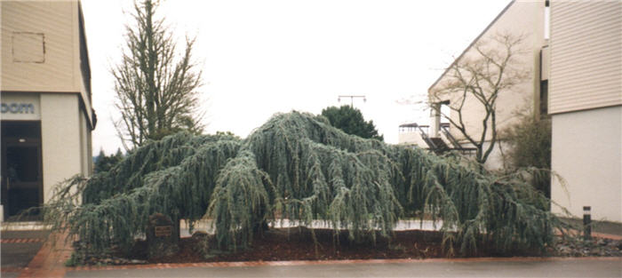 Plant photo of: Cedrus atlantica 'Glauca Pendula'