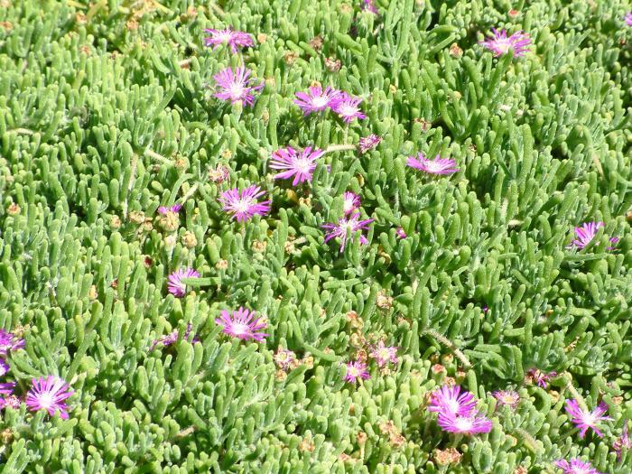 Plant photo of: Drosanthemum hispidum