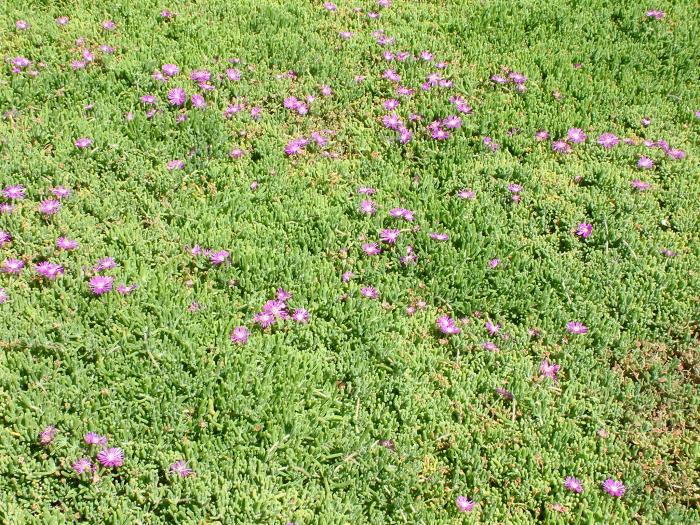 Plant photo of: Drosanthemum hispidum