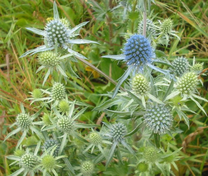 Eryngium planum