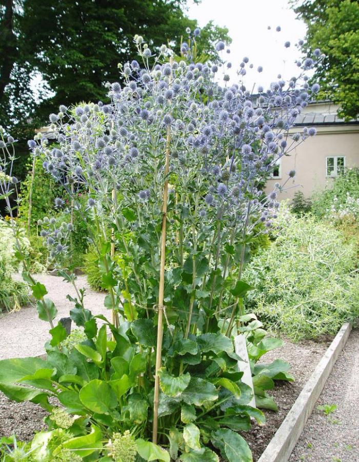 Plant photo of: Eryngium planum