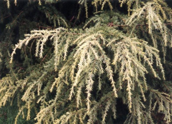 Plant photo of: Cedrus deodara 'Aurea'