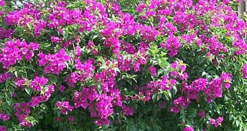 Glabra Bougainvillea