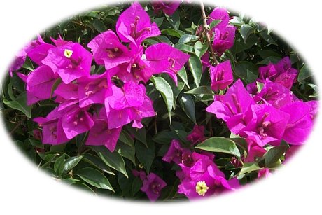 Plant photo of: Bougainvillea 'Glabra'