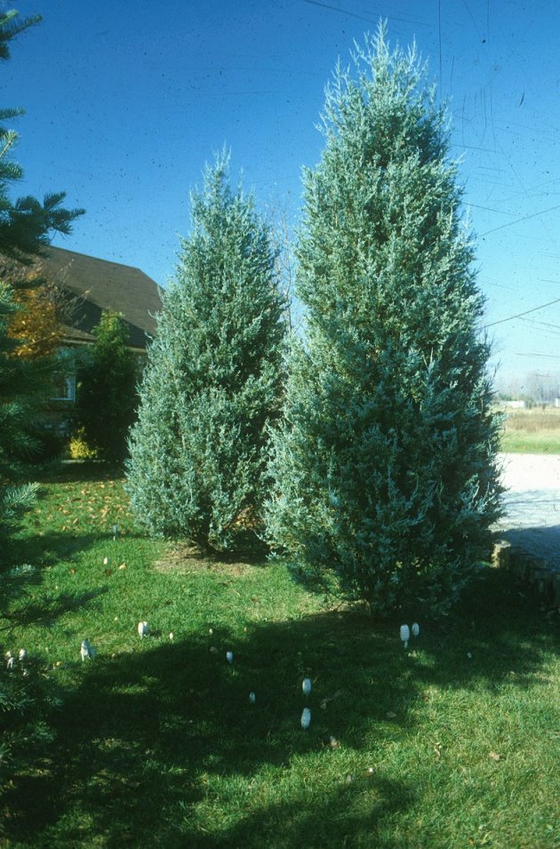 Plant photo of: Juniperus chinensis 'Blue Haven'