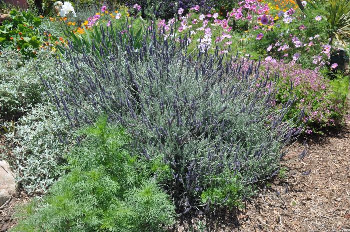 Plant photo of: Lavandula 'Goodwin Creek Grey'