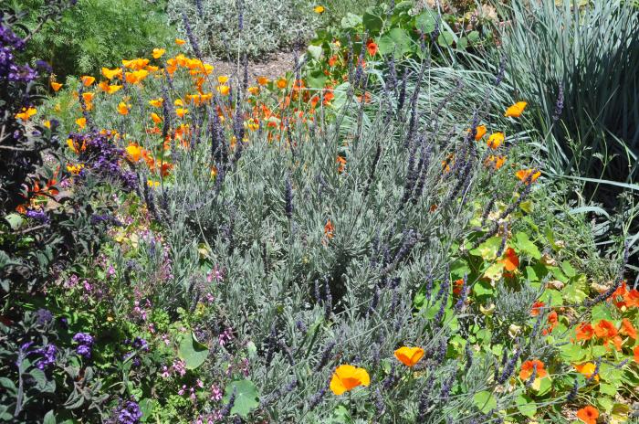 Plant photo of: Lavandula 'Goodwin Creek Grey'