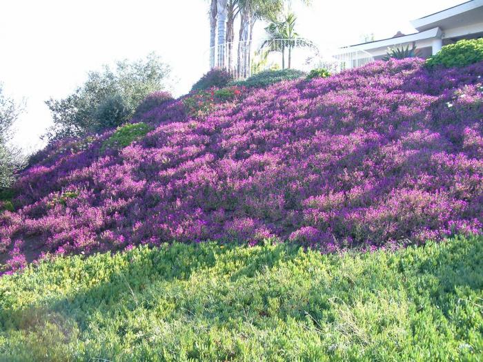 Plant photo of: Lampranthus productus