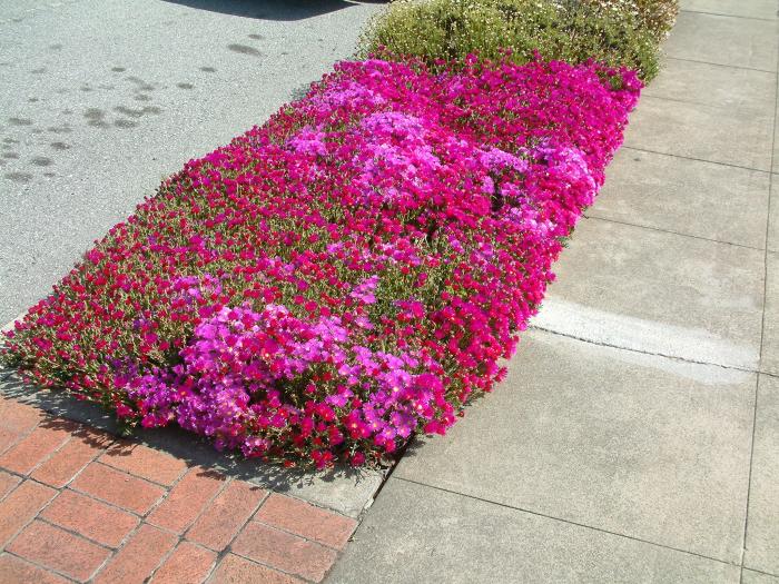 Plant photo of: Lampranthus productus