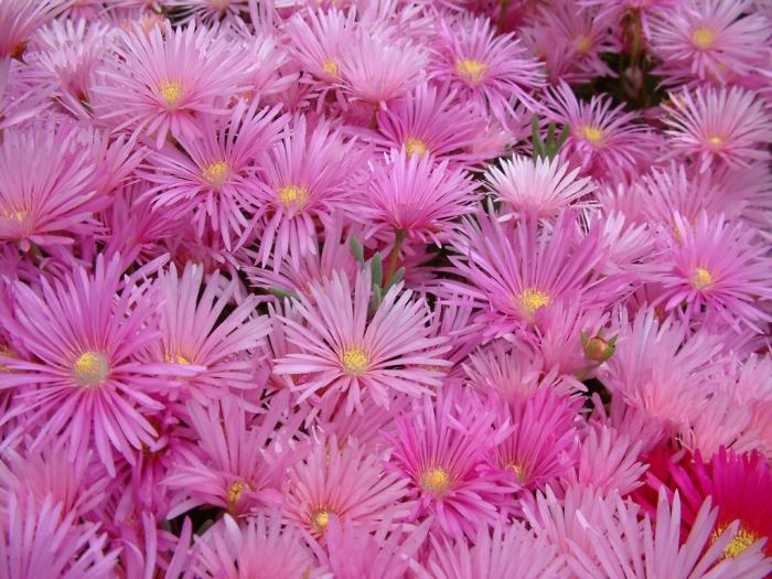 Plant photo of: Lampranthus productus