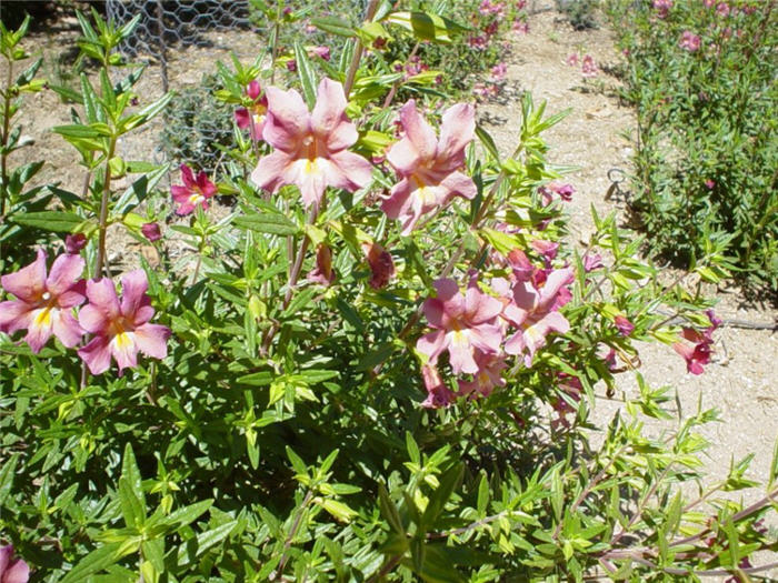 Mimulus x hybridus