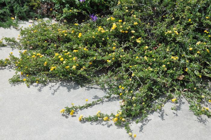 Trailing Yellow Lantana