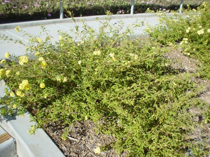 Plant photo of: Lantana 'Trailing Yellow'