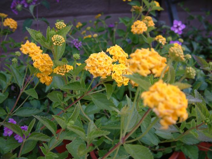 Plant photo of: Lantana 'Trailing Yellow'