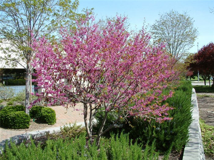 Cercis occidentalis