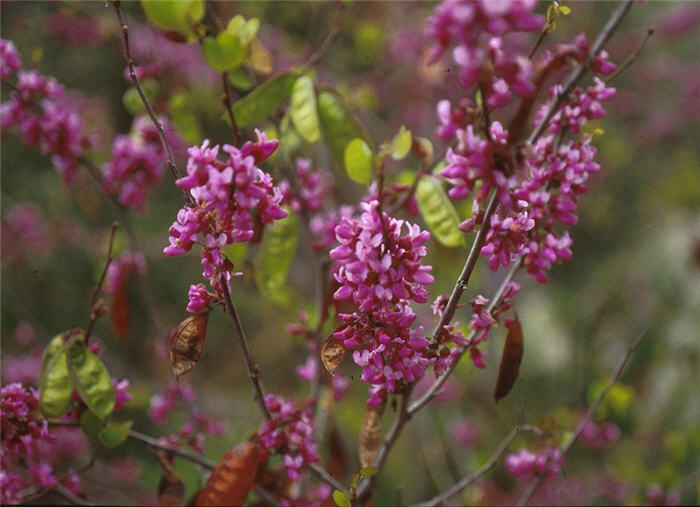 Plant photo of: Cercis occidentalis