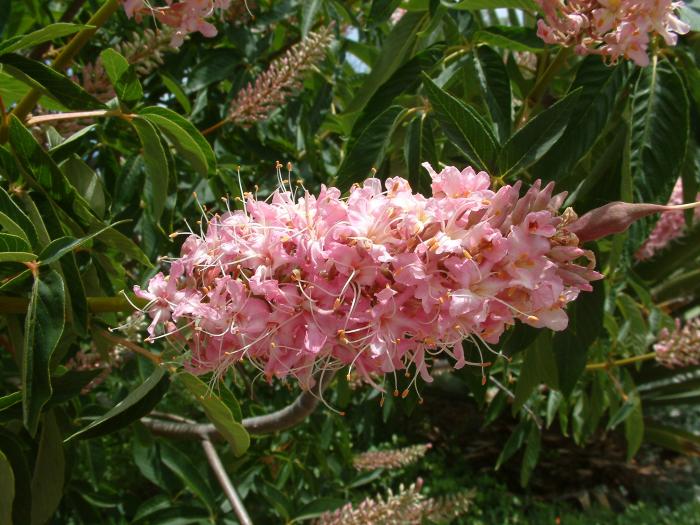 Plant photo of: Aesculus californica