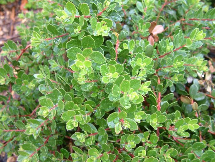 Plant photo of: Arctostaphylos den. 'Emerald Carpet'