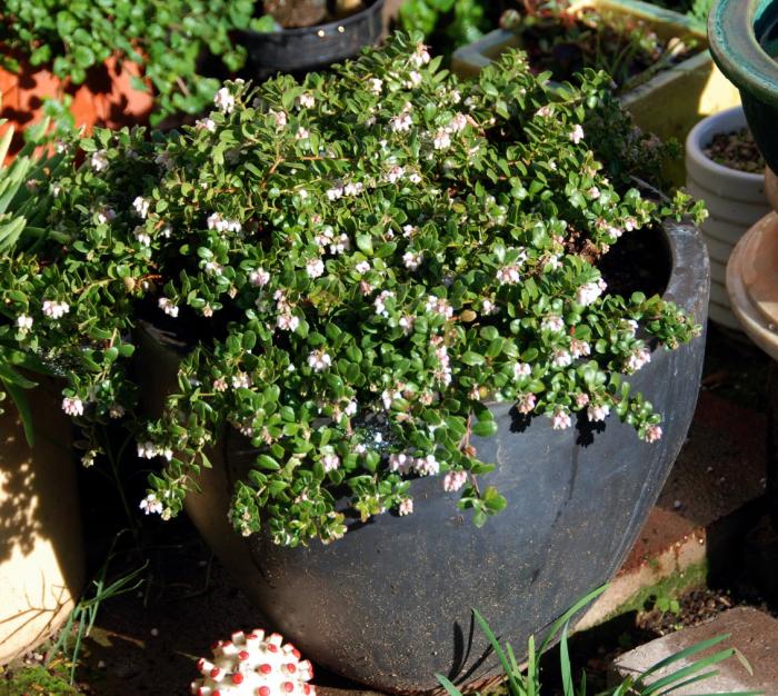 Plant photo of: Arctostaphylos edm. 'Bert Johnson'