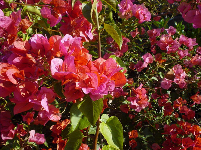 Plant photo of: Bougainvillea 'Rosenka'