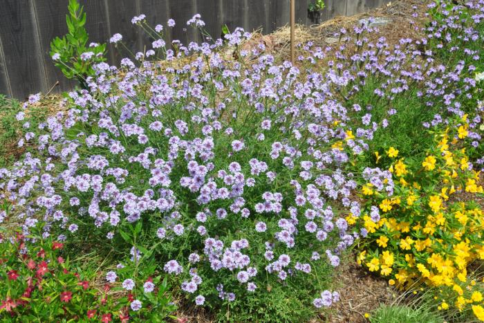 Plant photo of: Verbena lilacina 'De La Mina'